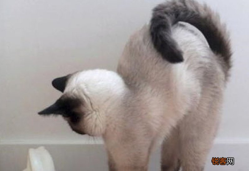 猫咪把尾巴竖起来走路