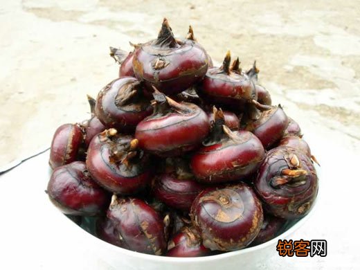 冬春交替宜饮补水中药茶
