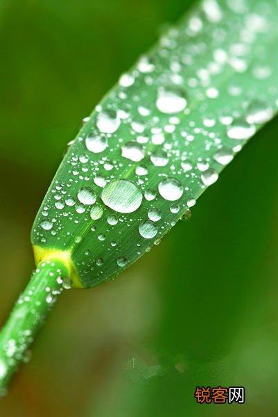 冬春交替宜饮补水中药茶