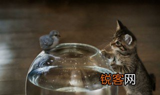 在古文中禽是什么意思 在古文中禽的含义