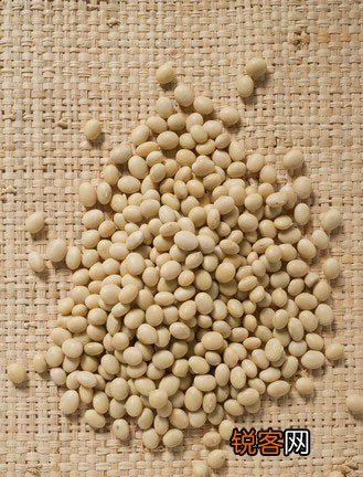 选豆泡豆保存全攻略解析豆浆5大问题