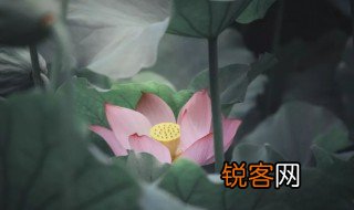 多少绿荷相倚恨一时回首背西风这句诗是什么意思 多少绿荷相倚恨原文介绍