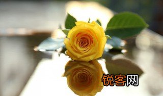 三朵黄玫瑰代表什么意思 黄玫瑰的花语是什么
