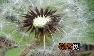 种子繁殖后代的方法 种子繁殖后代有什么方法
