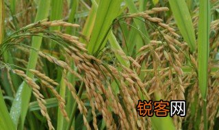 水稻的拼音 水稻的读音