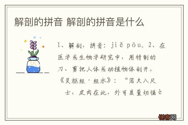 解剖的拼音 解剖的拼音是什么