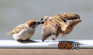 麻雀的拼音 麻雀介绍
