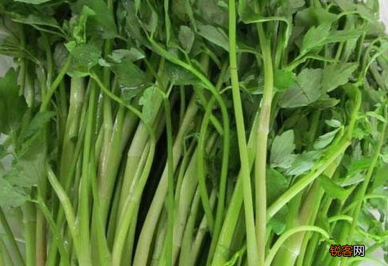 野芹菜有毒吗?人可以吃吗?