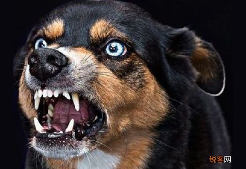 狗狗狂犬病怎么检查