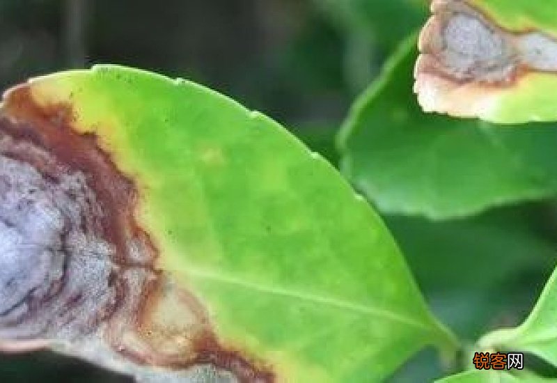 花病虫害种类及防治