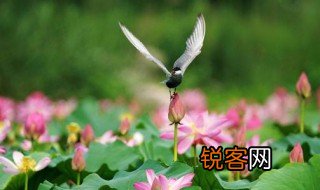 留连戏蝶时时舞自在娇莺恰恰啼的全是意思全诗意思 自在娇莺恰恰啼全诗翻译