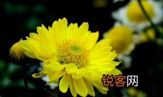 菊花的拼音 菊花介绍