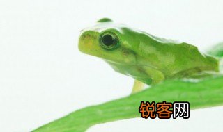 frog怎么读 frog如何读