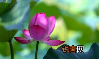 什么的荷花填空颜色 什么的荷花词语填空有哪些