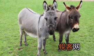 骡子什么意思 骡子相关介绍