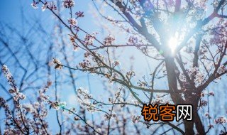 梅花象征什么精神 梅花的寓意