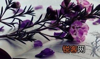 采兰赠芍的意思 采兰赠芍的解释
