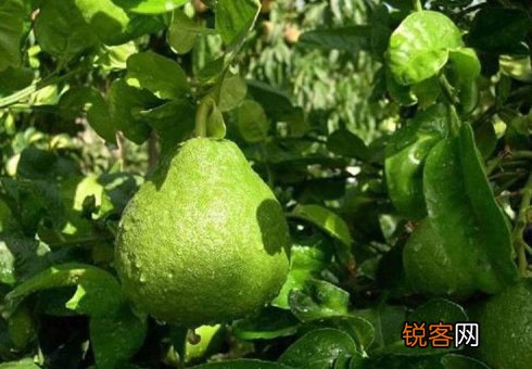 五大“有害食物”的解药