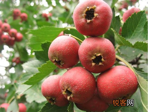 水果到底饭前吃还是饭后吃