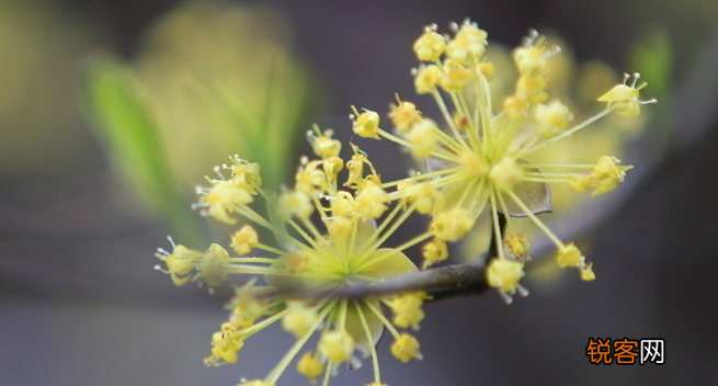 重阳节为什么要佩插茱萸呢？ 重阳节是不是要插茱萸