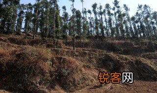 四荒地指的是什么 四荒地解释