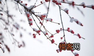 小雪是什么意思啊 小雪的简介