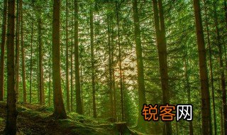 森林的拼音 森林介绍