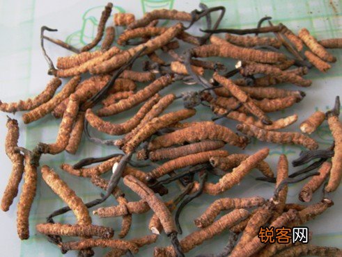 冬虫夏草壮阳是真的吗