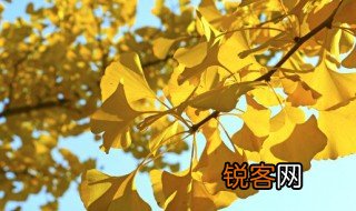 叶影参差参差的拼音和参差地意思 叶影参差参差的拼音和参差解释