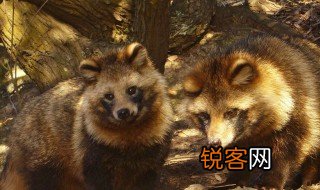 貉子是什么意思 貉子的意思