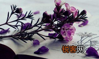 枝条是什么意思 枝条解释