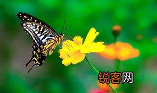 花开蝶自来的全部诗句 花开蝶自来诗句介绍