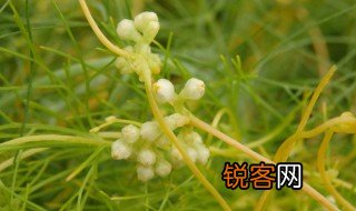 菟丝子怎么读 菟丝子的意思