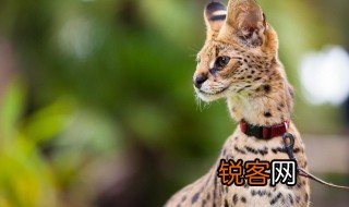 薮猫怎么读 薮猫怎么念