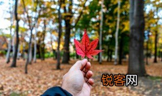 叶落知秋意思 叶落知秋的出处