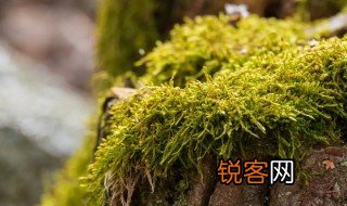 青苔的意思是什么 青苔的意思是什么意思