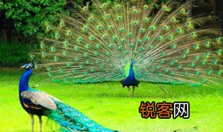 孔雀的孔怎么组词 孔雀的孔组词介绍