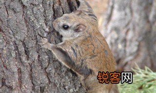 复齿鼯鼠怎么读 复齿鼯鼠是什么动物