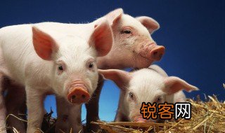 什么动物只剩一张嘴 只剩一张嘴动物是什么
