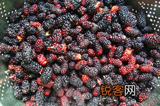 桑葚蜜酱的做法