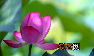 荷花莲花有什么区别是什么 荷花莲花有什么区别有哪些