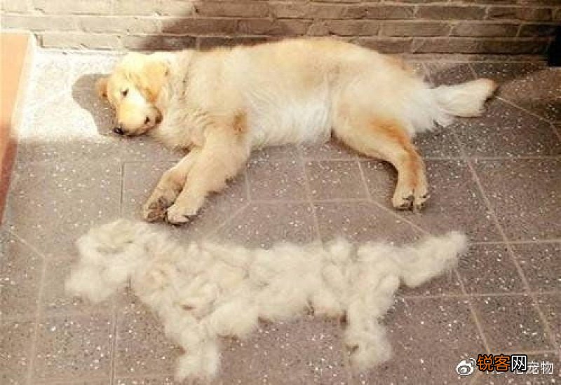 狗狗掉毛很厉害怎么办