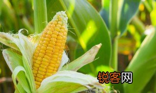 玉米容重是什么意思，什么叫玉米容重