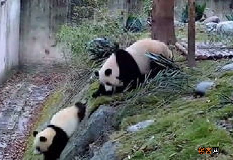 狗狗能吃鸡汤拌狗粮么