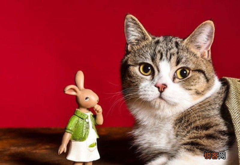 母猫生过小猫可以绝育吗