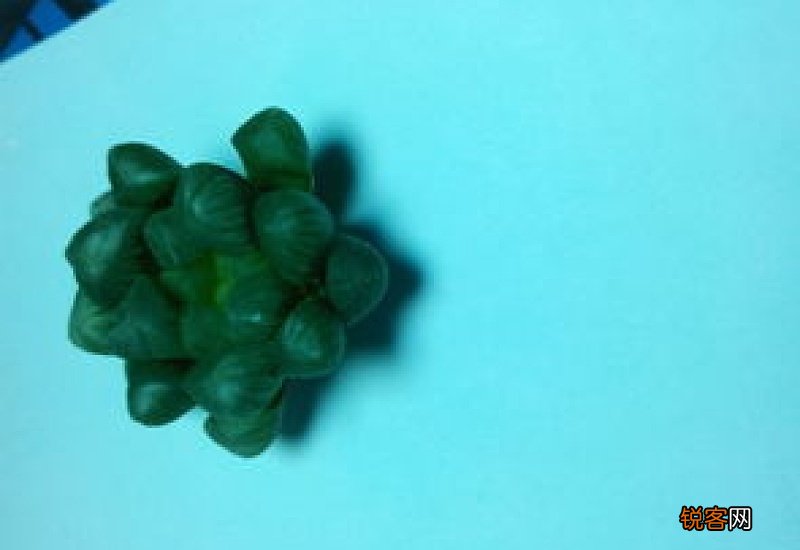 玉露烂根了怎么拯救