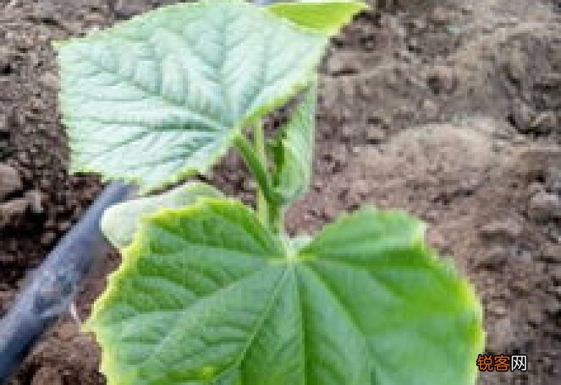 姑娘果种植时间和方法叶片边缘黄
