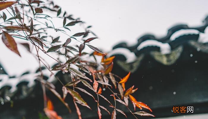 好雨知时节当春乃发生赏析 好雨知时节的感悟