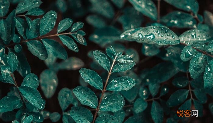 好雨知时节当春乃发生赏析 好雨知时节的感悟