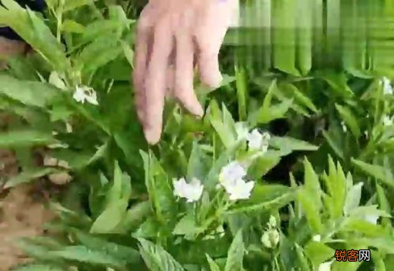 人参果是树上结的还是地上长的